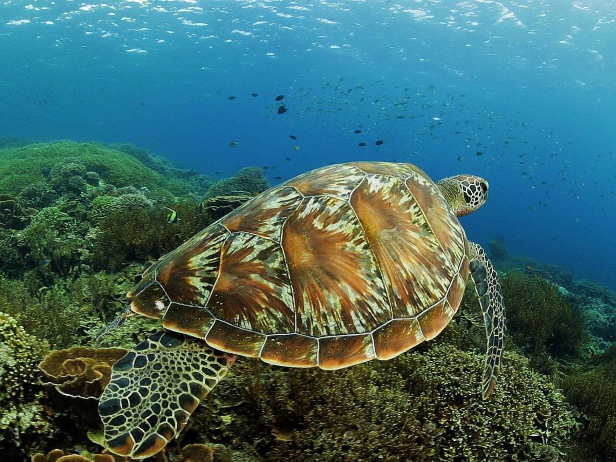 Komodo Resort Sebayur Luaran gambar